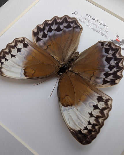 Framed Stichophthalma Uemurai Butterfly, Ethically Sourced Taxidermy, 8x8