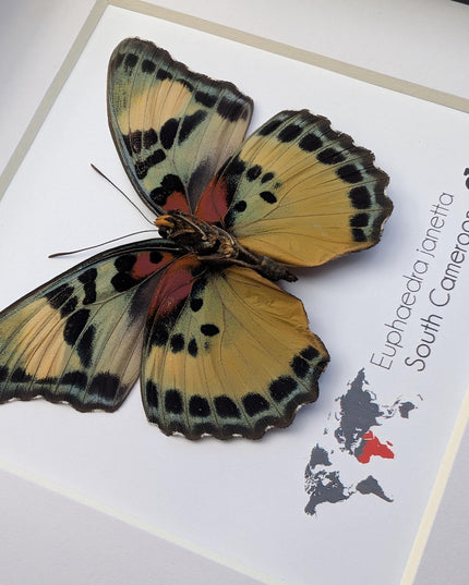 Framed Taxidermy Butterfly, Janetta Themis Forester, Entomology Wall Decor, 6x6