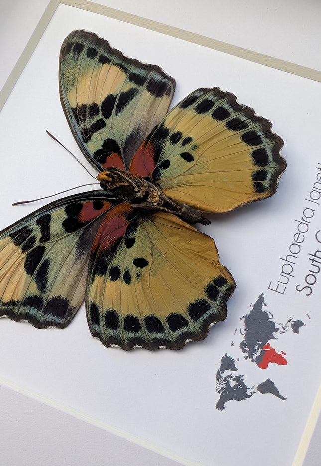 Framed Taxidermy Butterfly, Janetta Themis Forester, Entomology Wall Decor, 6x6