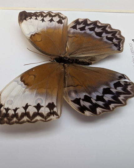 Framed Stichophthalma Uemurai Butterfly, Ethically Sourced Taxidermy, 8x8
