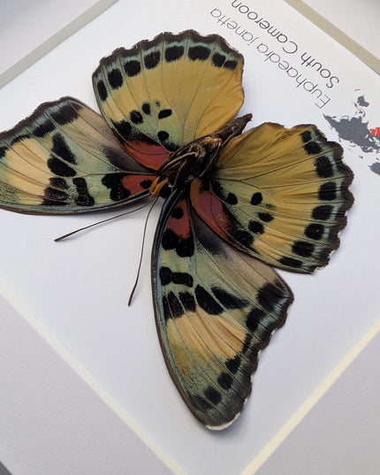 Framed Taxidermy Butterfly, Janetta Themis Forester, Entomology Wall Decor, 6x6