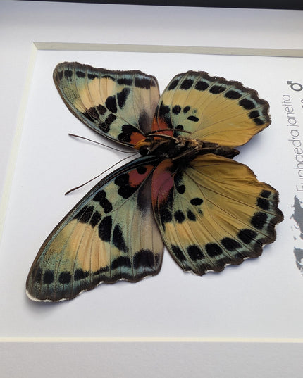 Framed Taxidermy Butterfly, Janetta Themis Forester, Entomology Wall Decor, 6x6