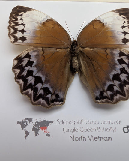 Framed Stichophthalma Uemurai Butterfly, Ethically Sourced Taxidermy, 8x8