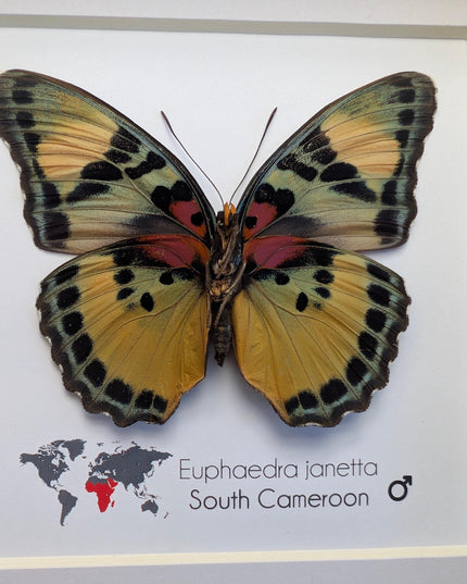 Framed Taxidermy Butterfly, Janetta Themis Forester, Entomology Wall Decor, 6x6