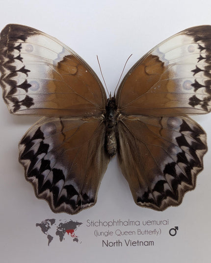 Framed Stichophthalma Uemurai Butterfly, Ethically Sourced Taxidermy, 8x8