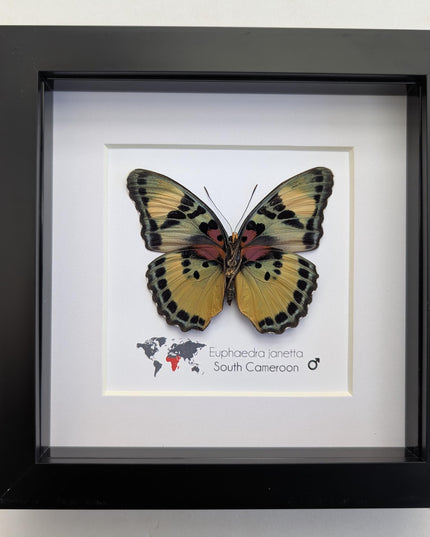Framed Taxidermy Butterfly, Janetta Themis Forester, Entomology Wall Decor, 6x6