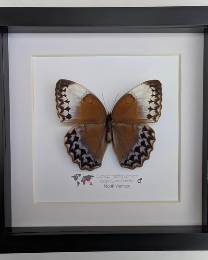 Framed Stichophthalma Uemurai Butterfly, Ethically Sourced Taxidermy, 8x8