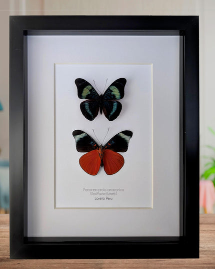 Framed red flasher butterfly pair: ethically sourced entomology wall decor (8x10)