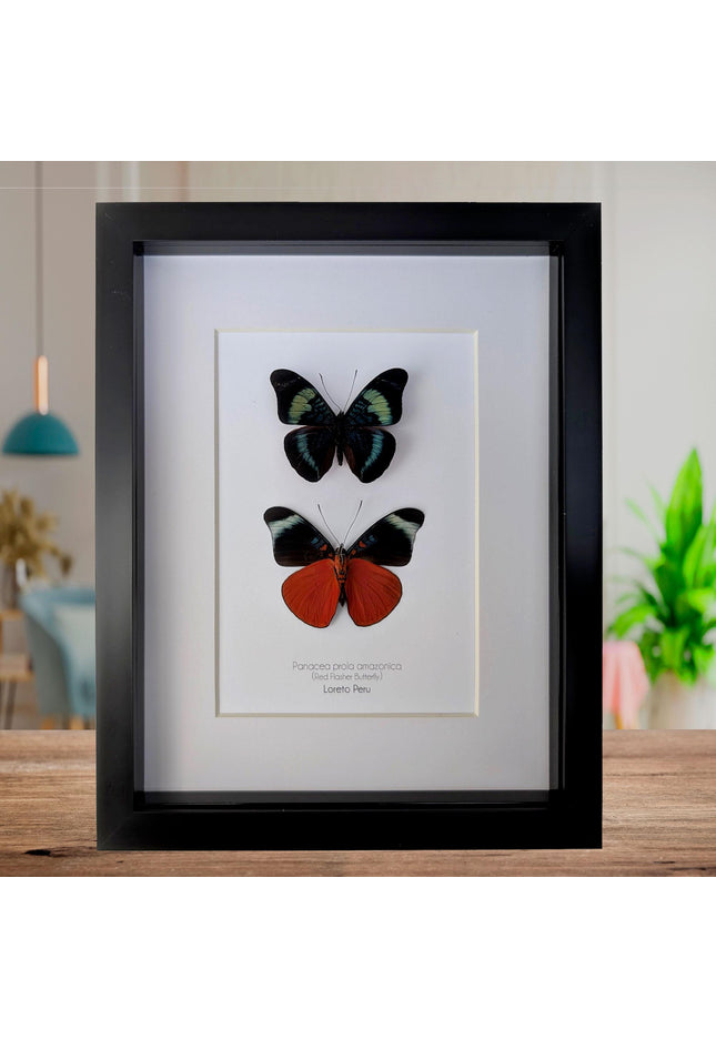 Framed red flasher butterfly pair: ethically sourced entomology wall decor (8x10)