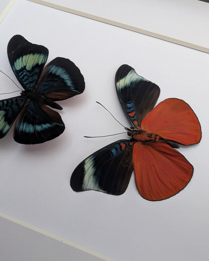 Framed red flasher butterfly pair: ethically sourced entomology wall decor (8x10)