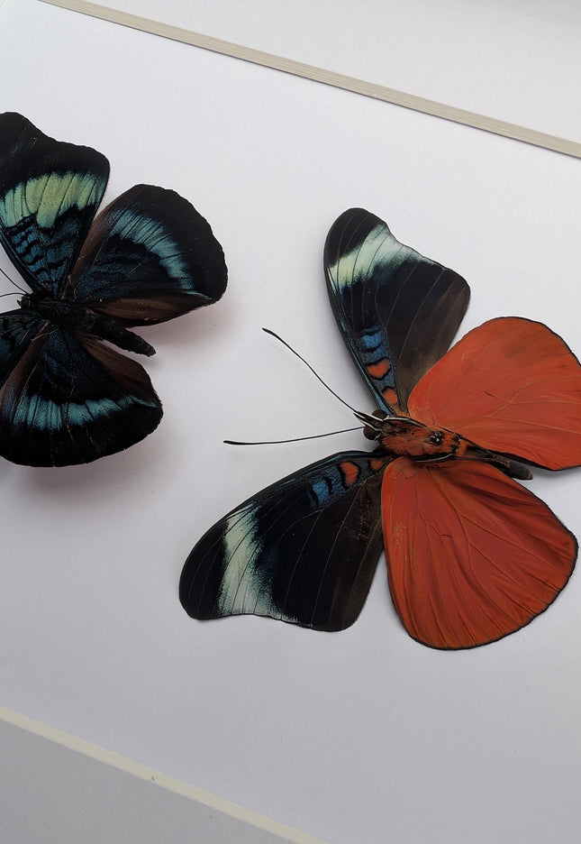 Framed red flasher butterfly pair: ethically sourced entomology wall decor (8x10)
