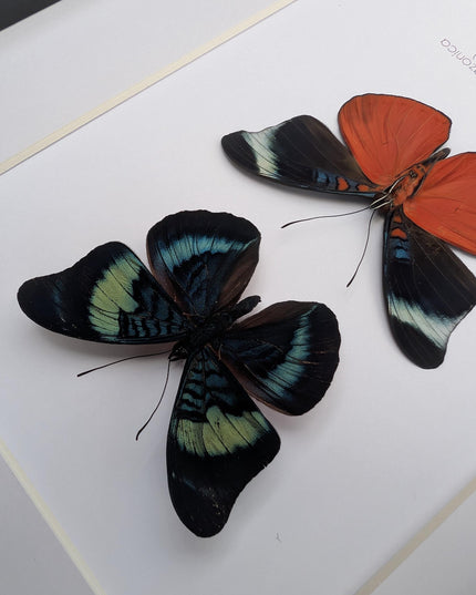 Framed red flasher butterfly pair: ethically sourced entomology wall decor (8x10)