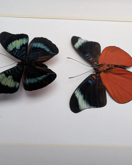 Framed red flasher butterfly pair: ethically sourced entomology wall decor (8x10)