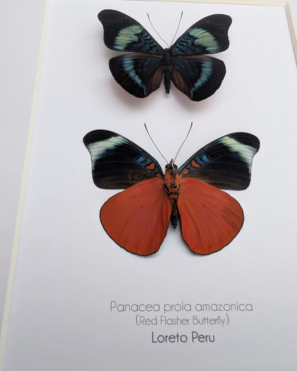 Framed red flasher butterfly pair: ethically sourced entomology wall decor (8x10)
