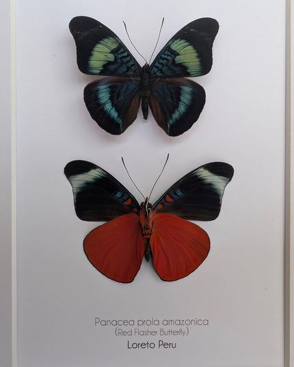 Framed red flasher butterfly pair: ethically sourced entomology wall decor (8x10)