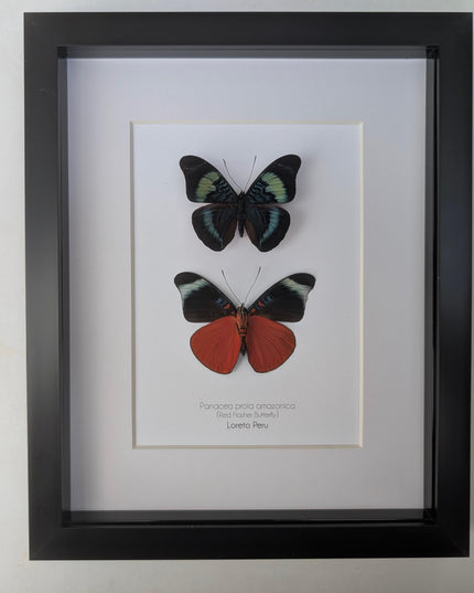 Framed red flasher butterfly pair: ethically sourced entomology wall decor (8x10)
