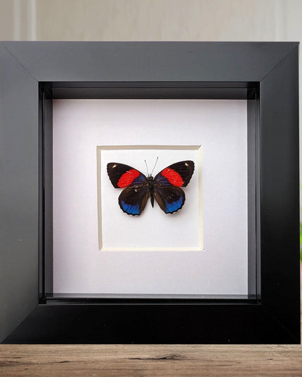 Callicore peristera, butterfly from peru,  frame 4" x 4"