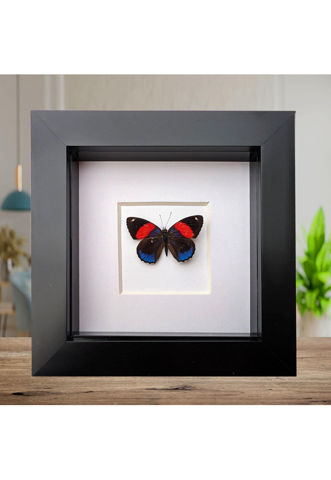 Callicore peristera, butterfly from peru,  frame 4" x 4"