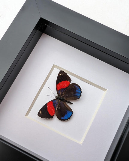Callicore peristera, butterfly from peru,  frame 4" x 4"