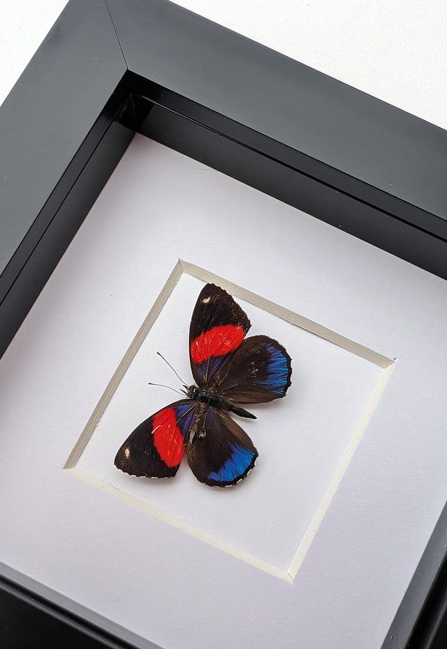 Callicore peristera, butterfly from peru,  frame 4" x 4"