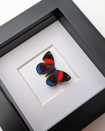 Callicore peristera, butterfly from peru,  frame 4" x 4"