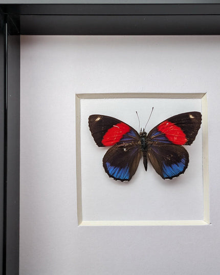 Callicore peristera, butterfly from peru,  frame 4" x 4"