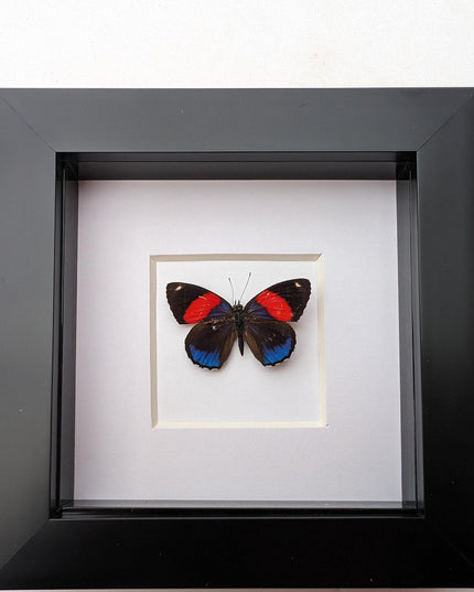 Callicore peristera, butterfly from peru,  frame 4" x 4"