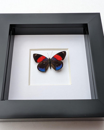 Callicore peristera, butterfly from peru,  frame 4" x 4"