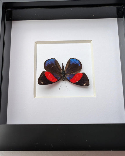 Callicore peristera, butterfly from peru,  frame 4" x 4"