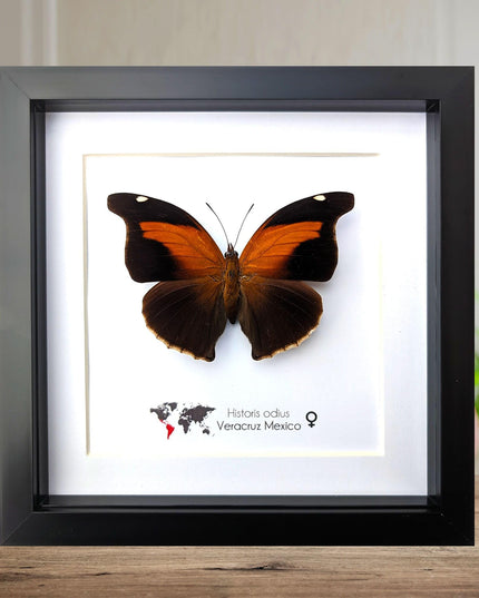 Framed orion cecropian butterfly taxidermy: entomology wall art