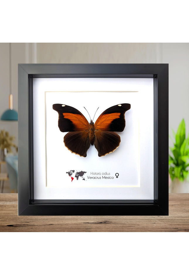Framed orion cecropian butterfly taxidermy: entomology wall art