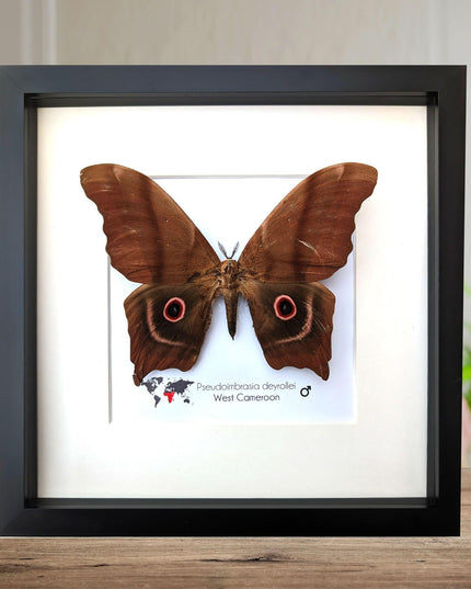 Framed african moth specimen: pseudoimbrassia derrollei entomology wall decor
