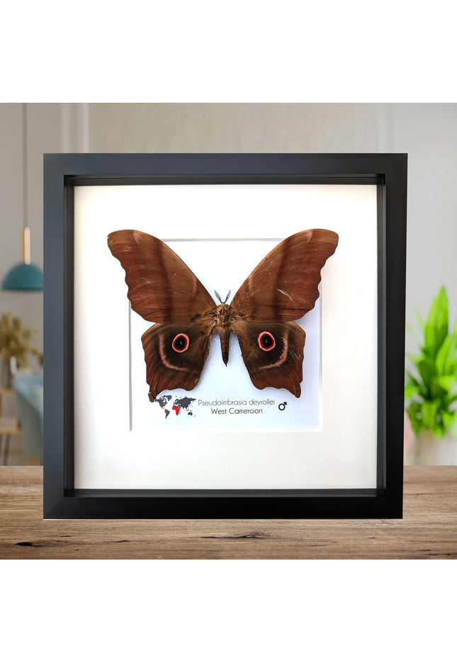 Framed african moth specimen: pseudoimbrassia derrollei entomology wall decor