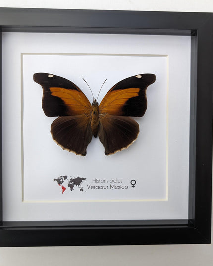 Framed orion cecropian butterfly taxidermy: entomology wall art