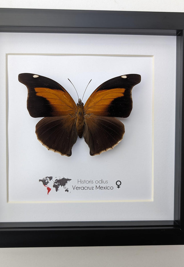 Framed orion cecropian butterfly taxidermy: entomology wall art