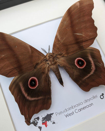 Framed african moth specimen: pseudoimbrassia derrollei entomology wall decor