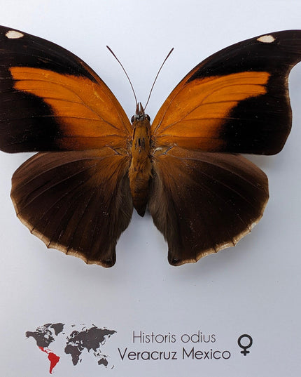 Framed orion cecropian butterfly taxidermy: entomology wall art