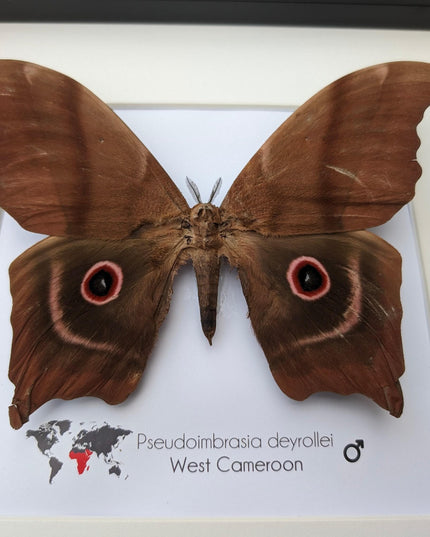 Framed african moth specimen: pseudoimbrassia derrollei entomology wall decor