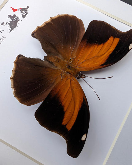 Framed orion cecropian butterfly taxidermy: entomology wall art