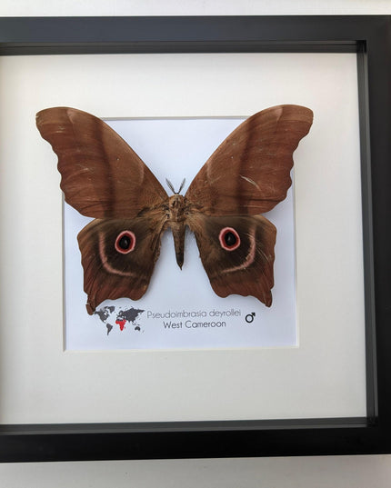 Framed african moth specimen: pseudoimbrassia derrollei entomology wall decor