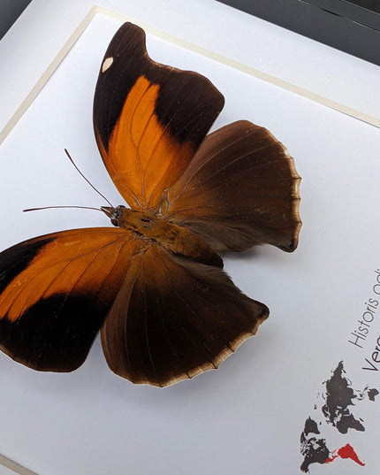 Framed orion cecropian butterfly taxidermy: entomology wall art