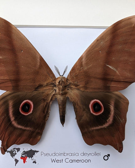 Framed african moth specimen: pseudoimbrassia derrollei entomology wall decor