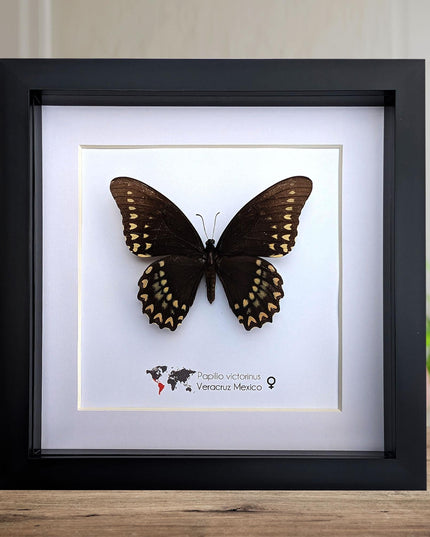 Papilio victorinus female, victorine swallowtail , black butterfly from veracruz, mexico, frame 8” x 8”