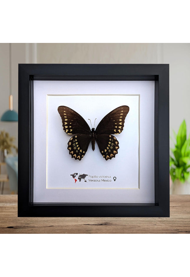 Papilio victorinus female, victorine swallowtail , black butterfly from veracruz, mexico, frame 8” x 8”