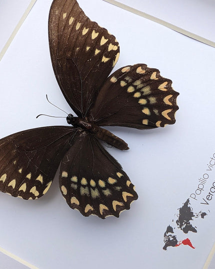 Papilio victorinus female, victorine swallowtail , black butterfly from veracruz, mexico, frame 8” x 8”