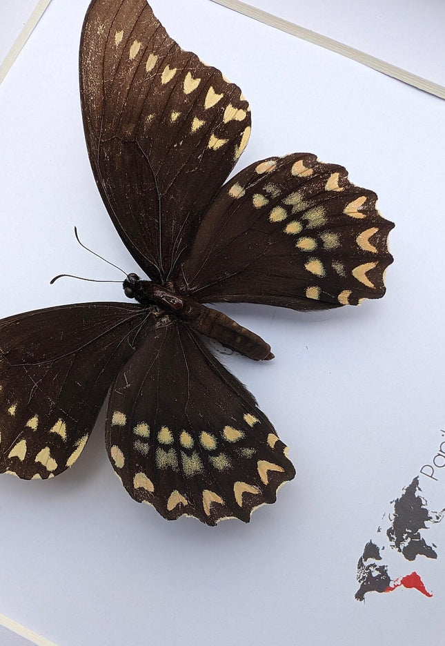 Papilio victorinus female, victorine swallowtail , black butterfly from veracruz, mexico, frame 8” x 8”