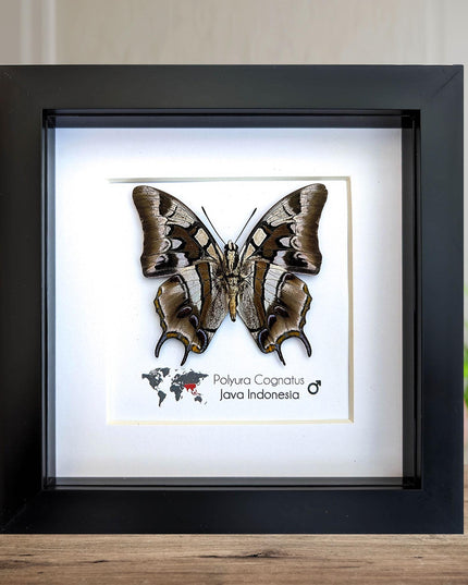 Framed charaxes butterfly: ethically sourced entomology wall art
