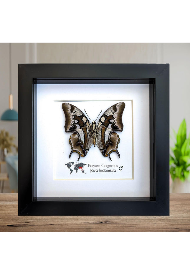Framed charaxes butterfly: ethically sourced entomology wall art