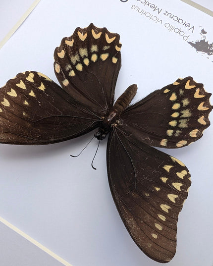 Papilio victorinus female, victorine swallowtail , black butterfly from veracruz, mexico, frame 8” x 8”