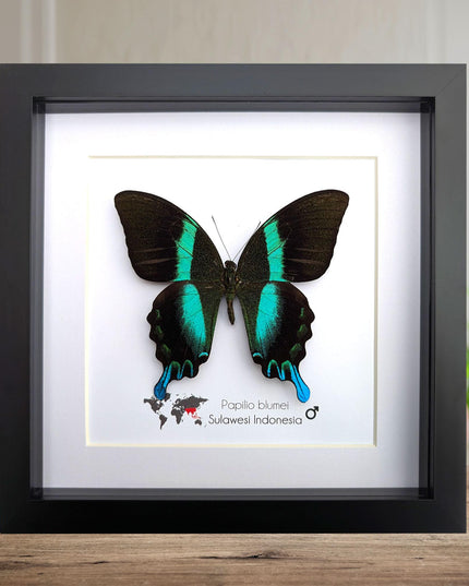 Framed Peacock Butterfly, Iridescent Taxidermy Display